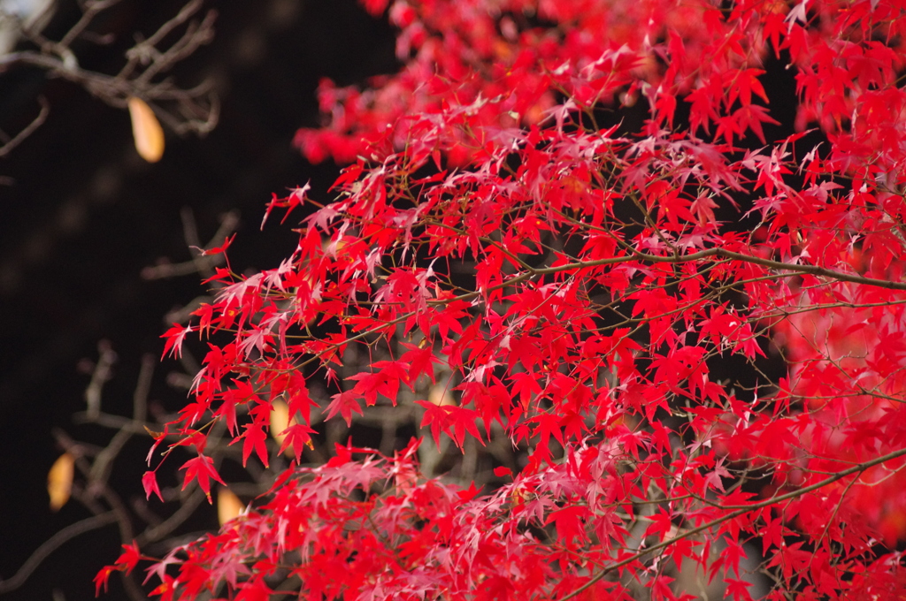 最紅