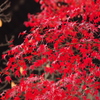 最紅