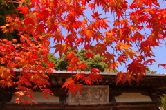 神護寺の紅葉