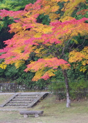 宝ヶ池の紅一本