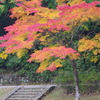 宝ヶ池の紅一本