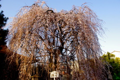 阿亀桜　千本釈迦堂