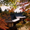 神護寺の紅葉