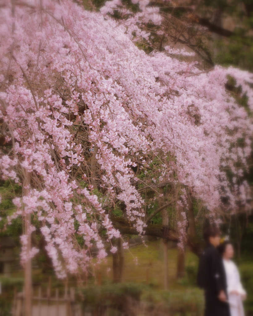 桜の下の記念撮影
