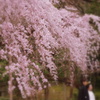 桜の下の記念撮影