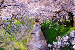 松ヶ崎疎水の桜並木