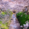 松ヶ崎疎水の桜並木
