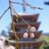 醍醐の五重塔