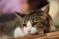 猫