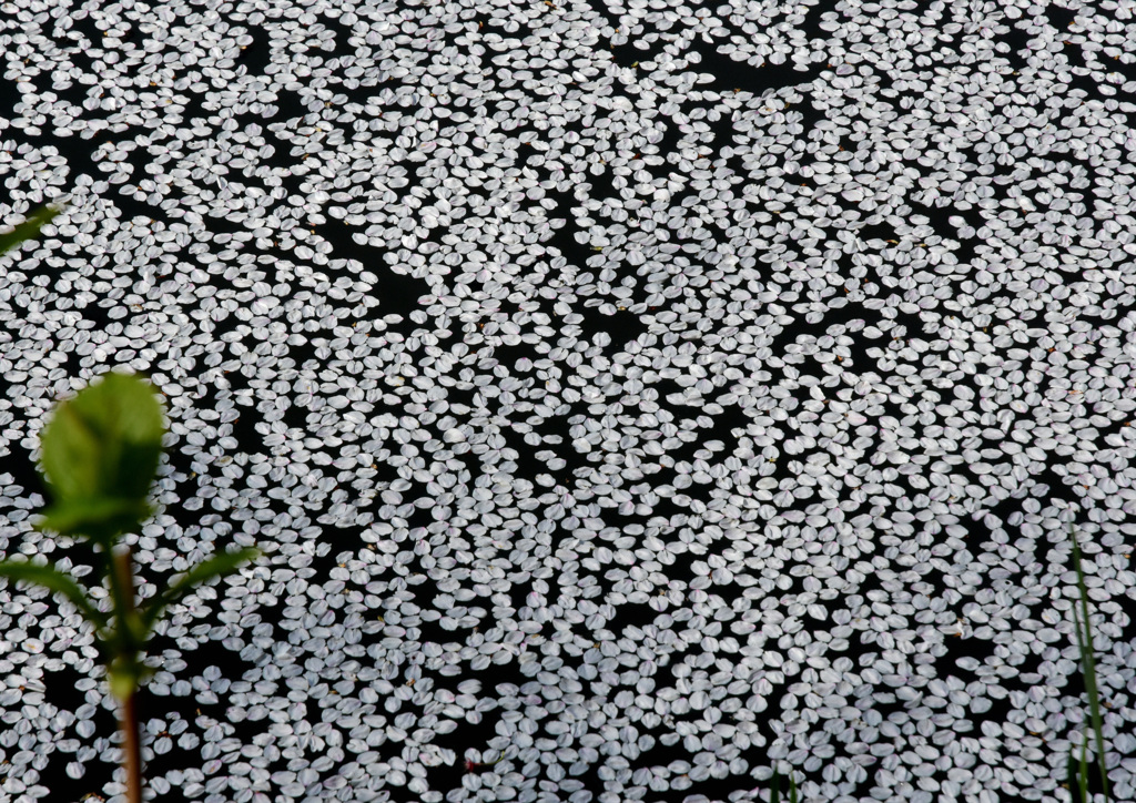 サクラ・・次の花がお待ちです《アジサイ）