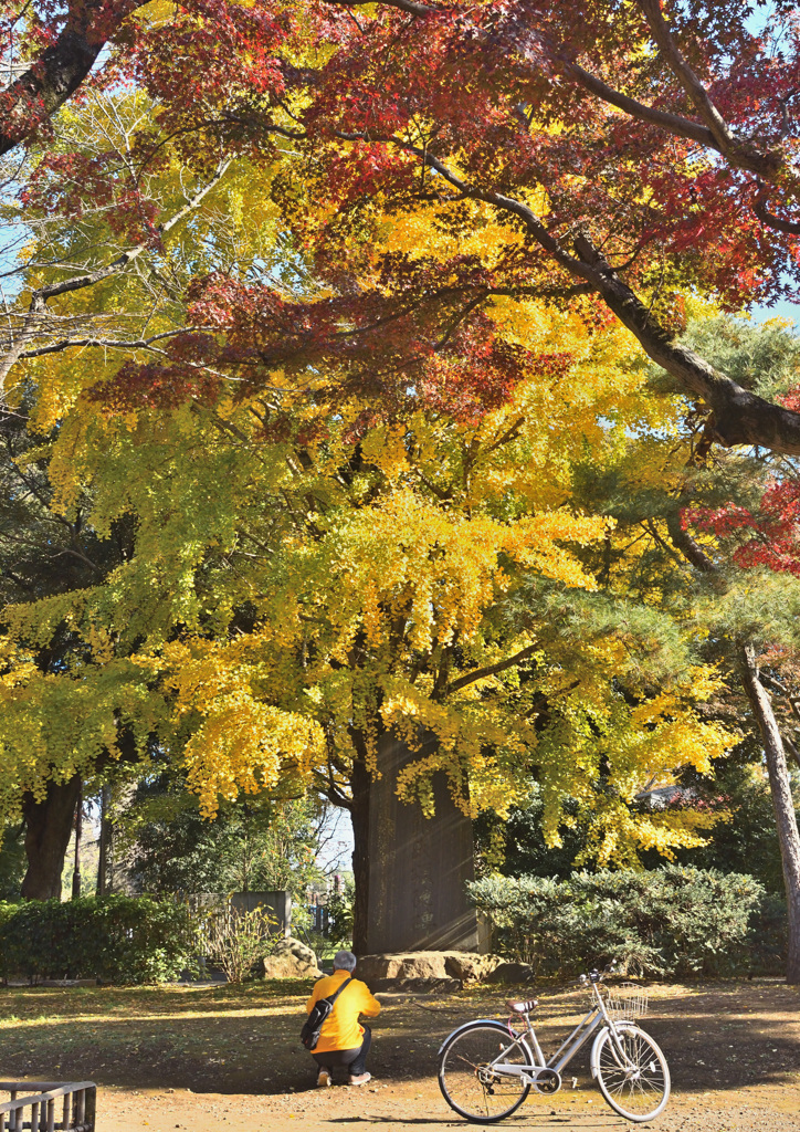大きな銀杏の木