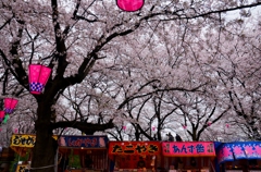 花よりたこやき