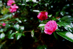 DSCF8788