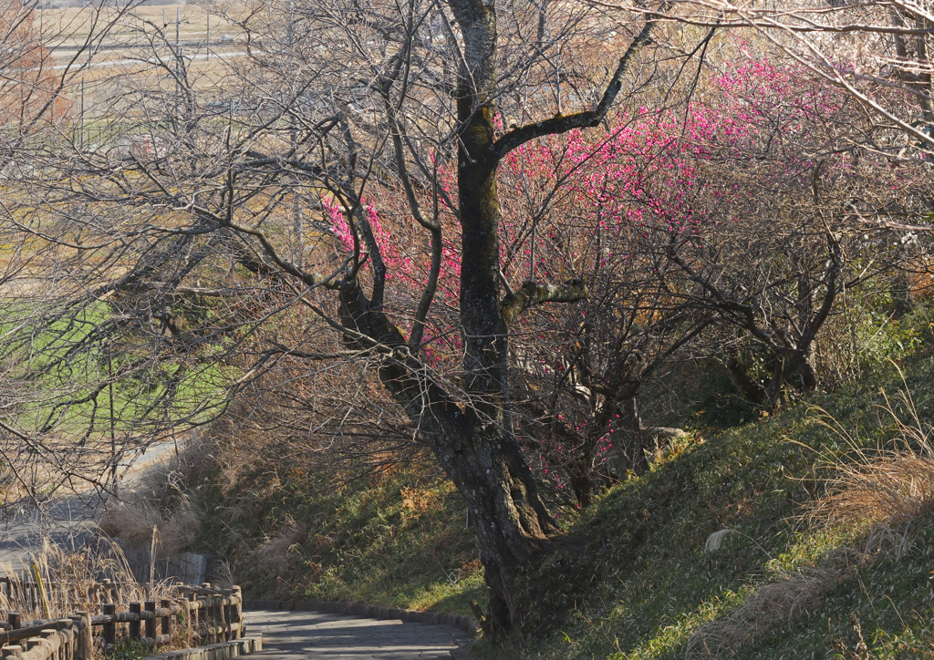 梅香る坂道