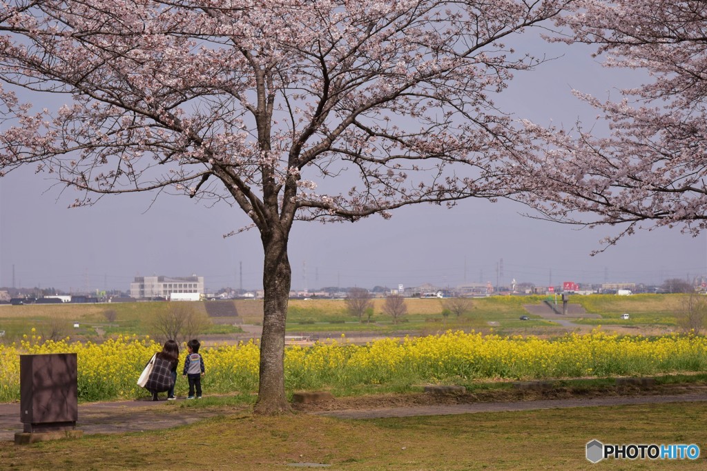 お花見1「お母さんと一緒」
