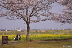 お花見1「お母さんと一緒」