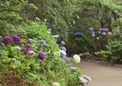 紫陽花の道