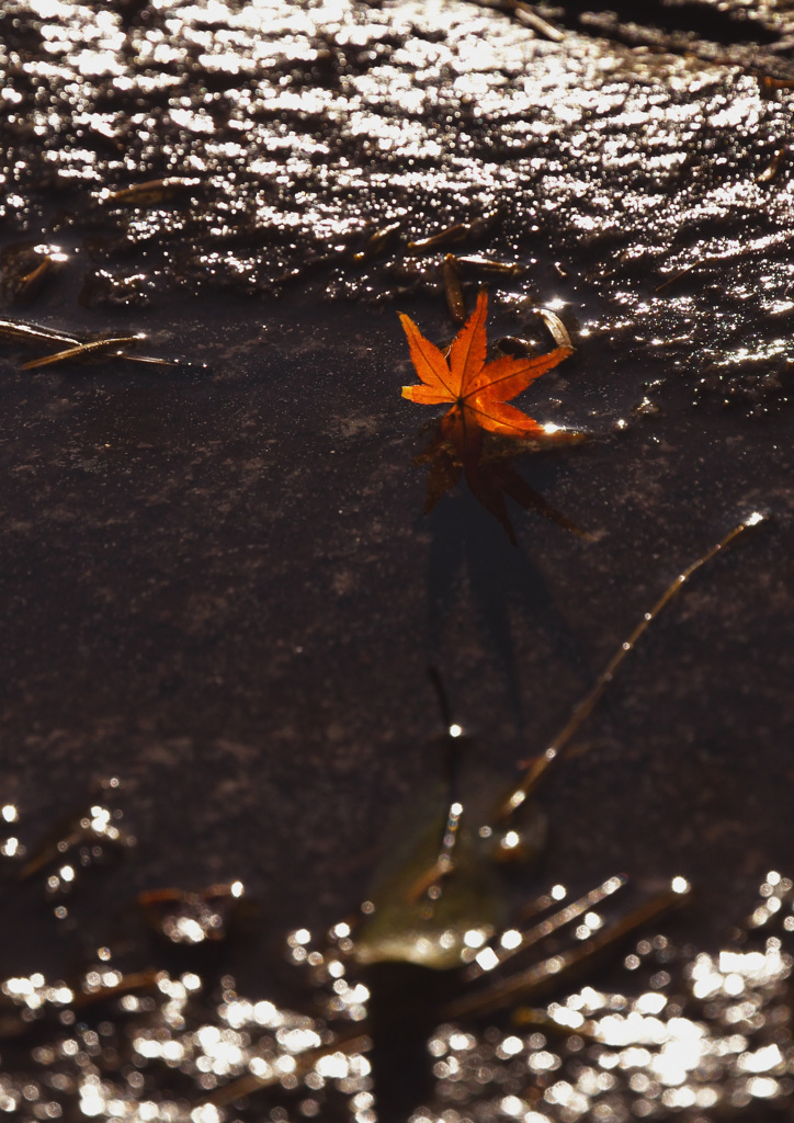 雨上がりの落葉