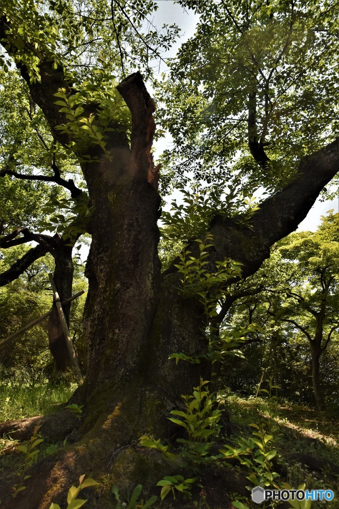 DSC_7928「古木桜」