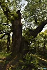 DSC_7928「古木桜」