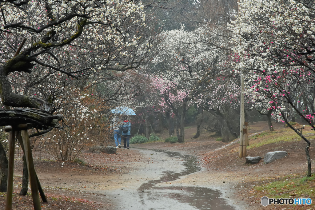 雨にけむる