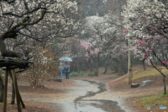 雨にけむる