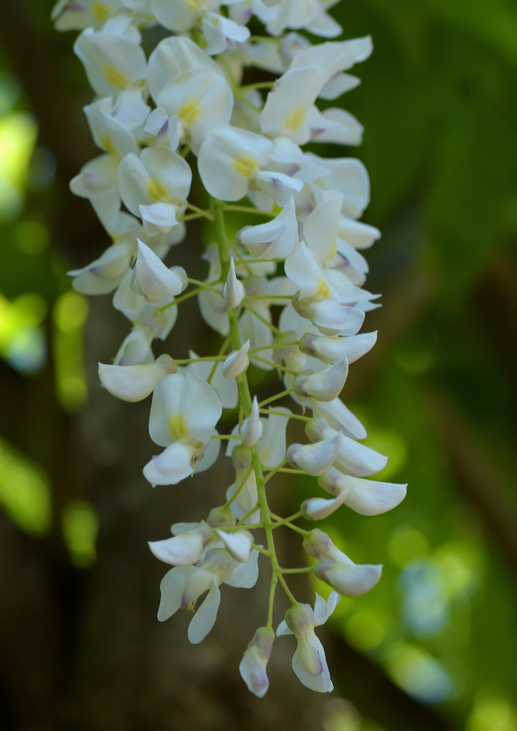 白い藤の花
