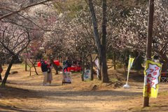 梅祭り