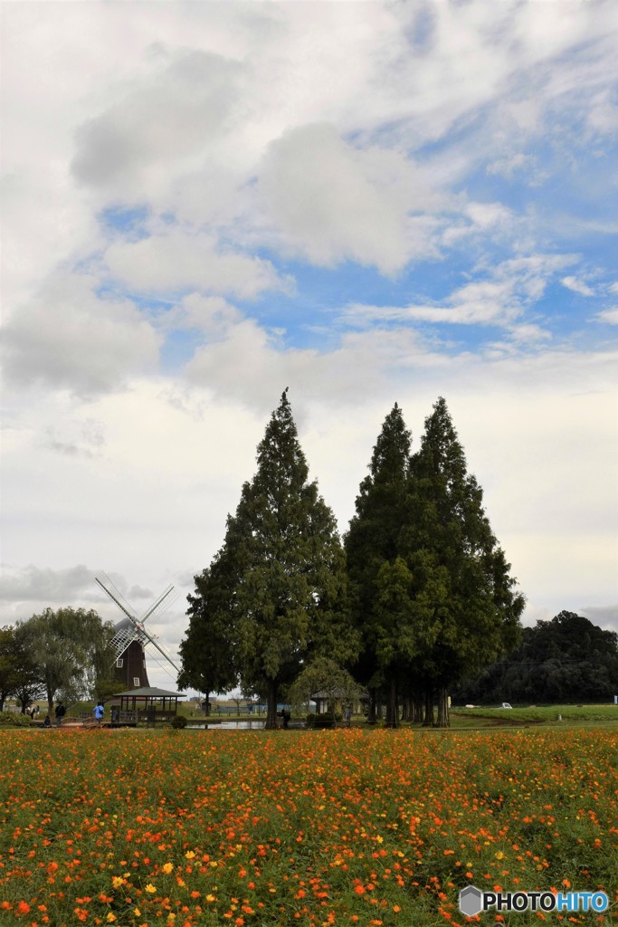 キバナコスモス