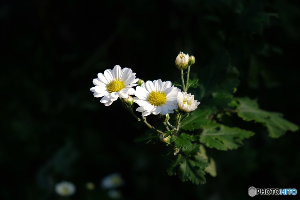 DSCF3086