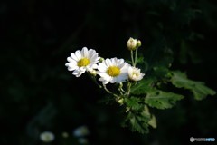 DSCF3086