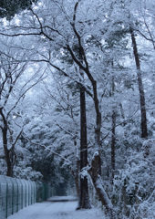 いつもの散歩道