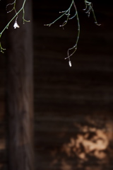 DSCF6870