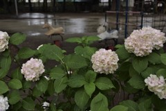 雨の公園