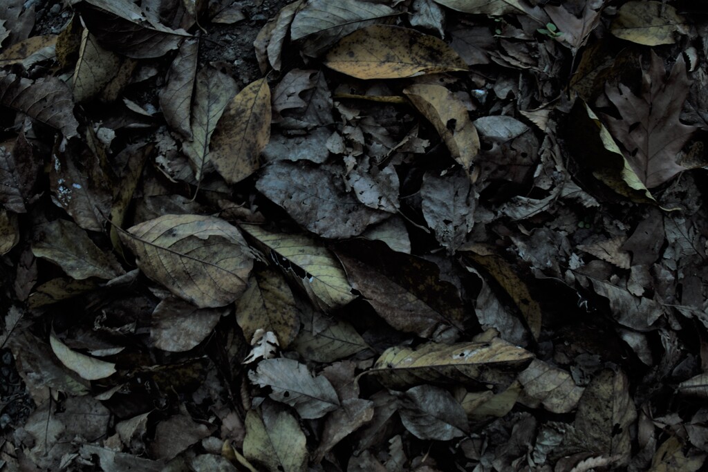 もうひとつの秋