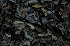 もうひとつの秋