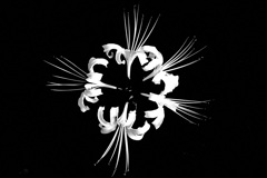 白い曼珠沙華と蟻