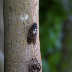 セミもまた・・