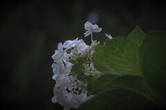 10月に紫陽花が咲きました