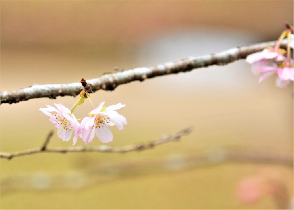 寒桜