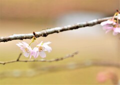 寒桜
