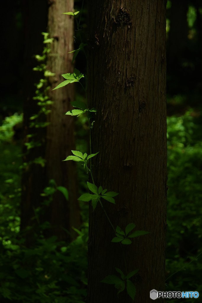 DSC_8173「杉林」