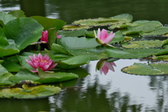 DSCF4039