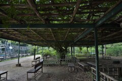 藤棚の下では・・誰もいない