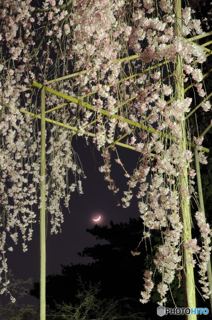しだれ桜
