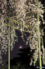 しだれ桜