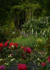 薔薇園にて