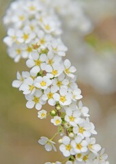 ユキヤナギ