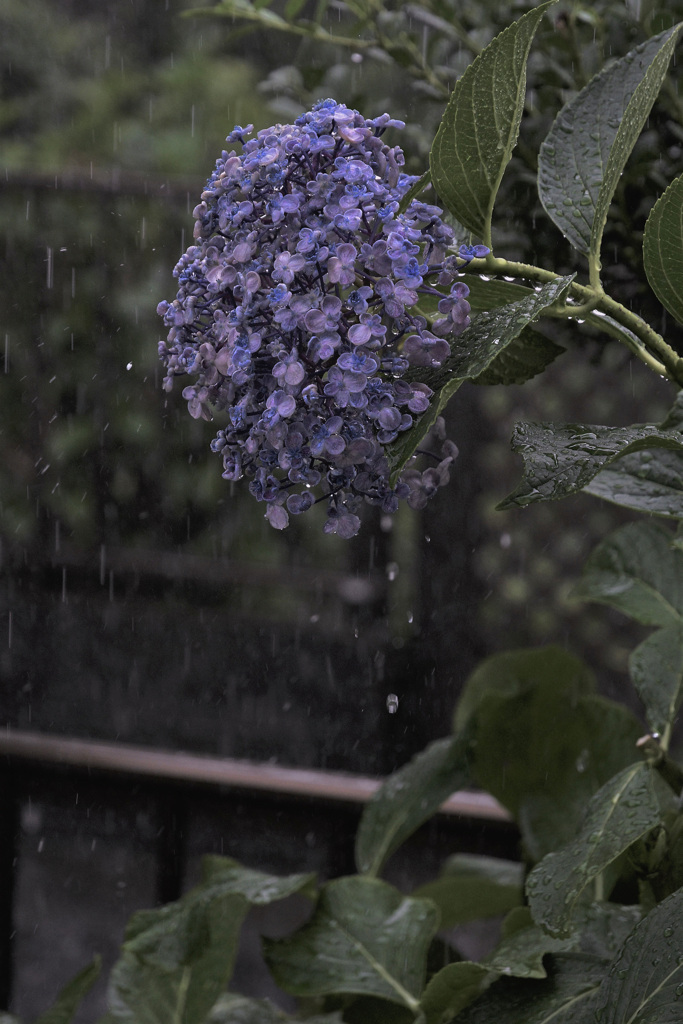 雨に打たれて・・