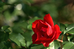 薔薇